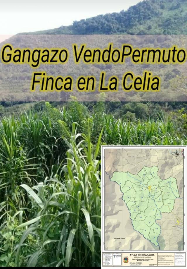 VENDO O PERMUTO GANGA de Finca en la Celia- Risaralda