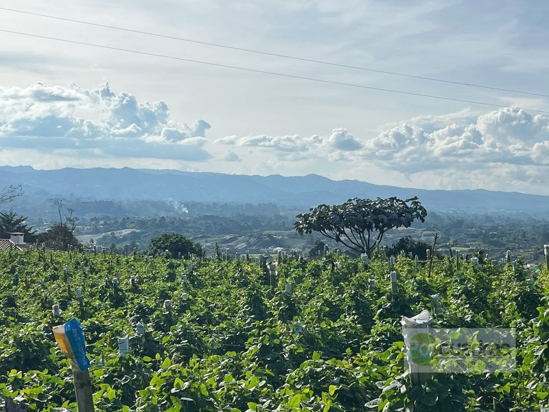 LOTE EN EL CARMEN DE VIBORAL