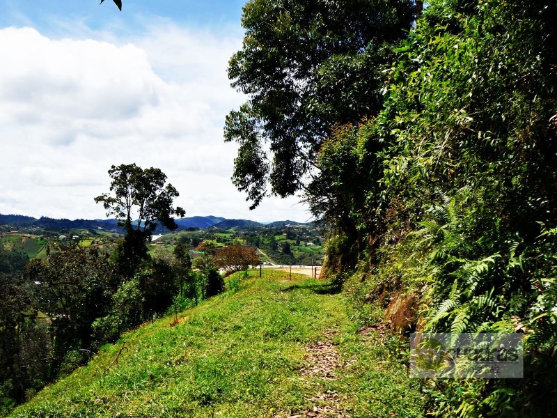 LOTE GUARNE