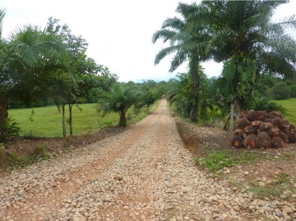 FINCA LA BARAYITA, BELEN DE LOS ANDAQUIES CAQUETA 63.5 HECTAREAS