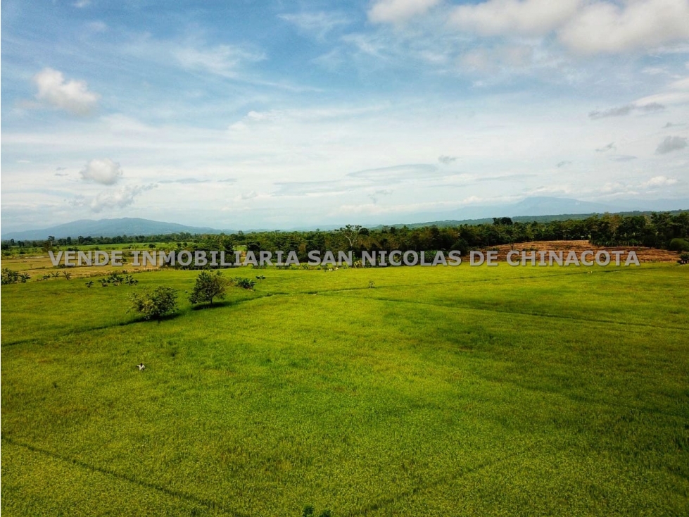 VENDO FINCA ARROCERA EN CUCUTA