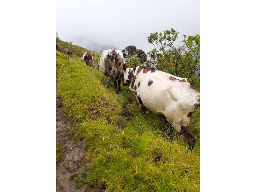 Finca ganadera de 375 cuadras a 40 minutos de Pijao