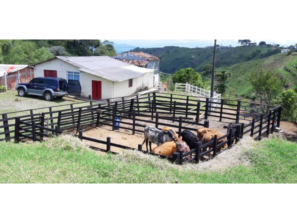 Finca en pasto para la venta de 35 cuadras en Filandia