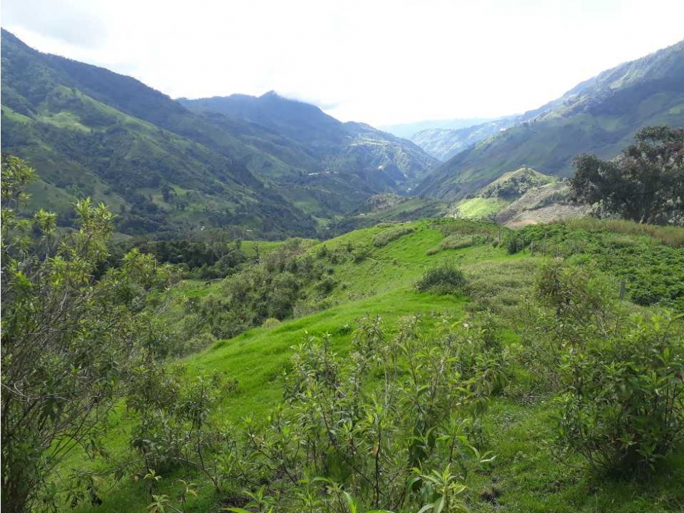 Finca de 1400 cuadras en Toche a 44 km de Salento