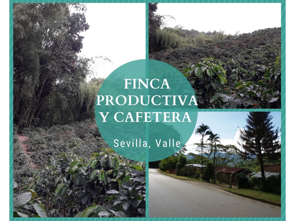 FINCA PRODUCTIVA Y CAFETERA SEVILLA VALLE 4799