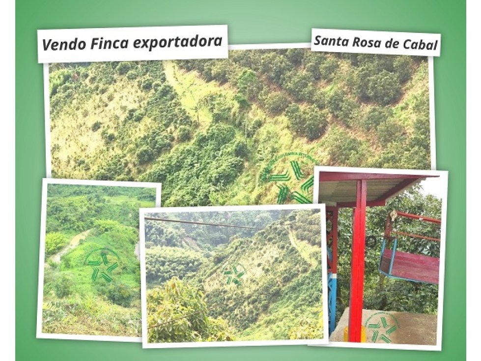 Vendo Finca sembrada en aguacate y platano Sata Rosa de Cabal