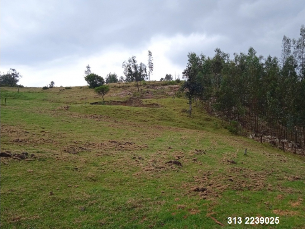 VENDO FINCA EN CUCUNUBA-CUNDINAMARCA (REF. F/124)