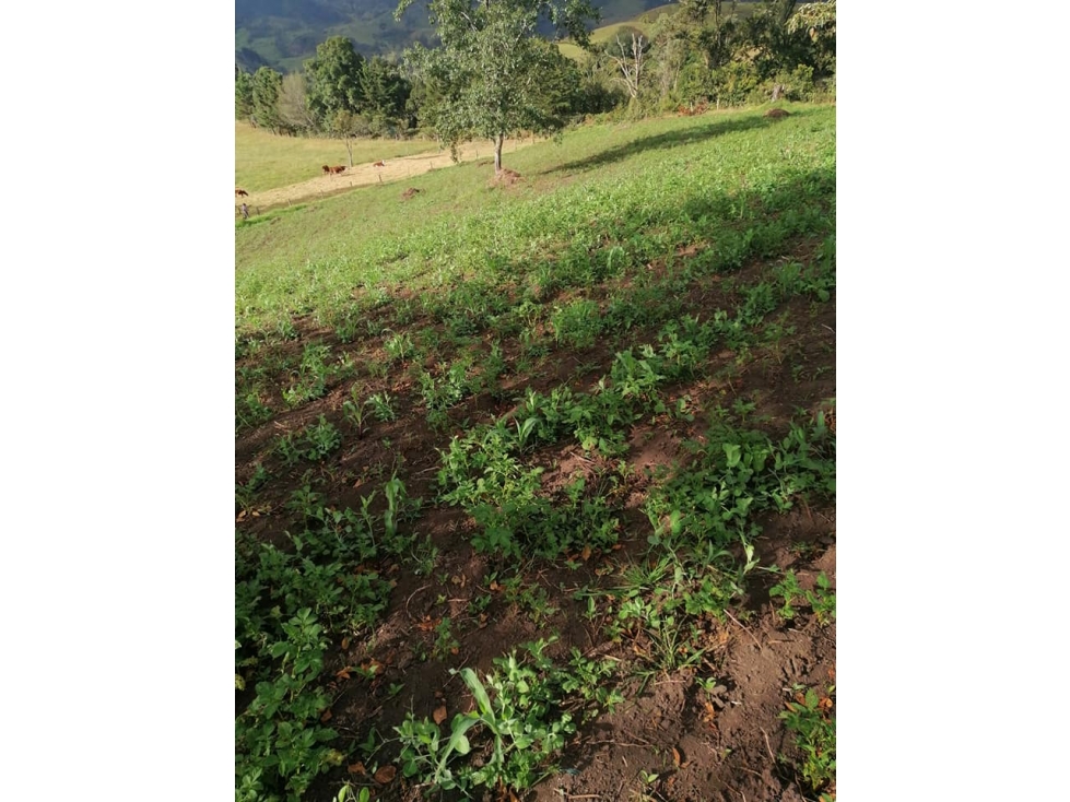 vendo lote en pacho cundinamarca de 5.2 fanegadas