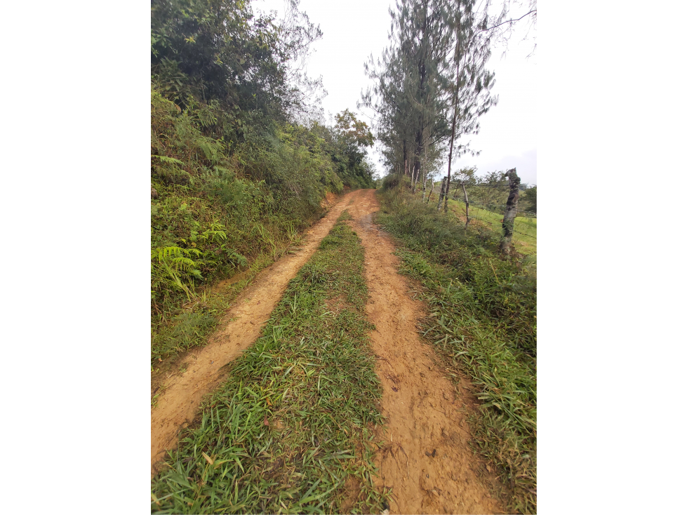 SE VENDE FINCA GANADERA DE 21 HECTAREAS