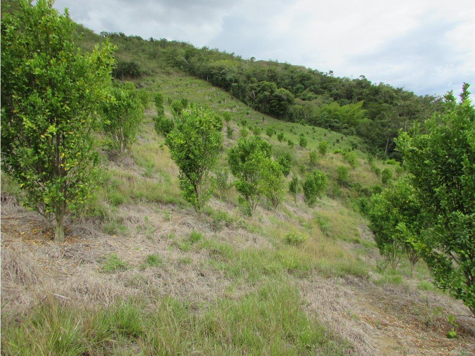 Venta finca Anzá - Suroeste Antioqueño