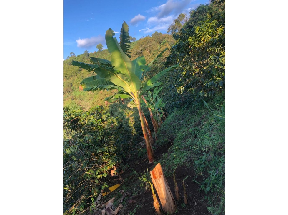 Se vende Finca Buenavista Quindío