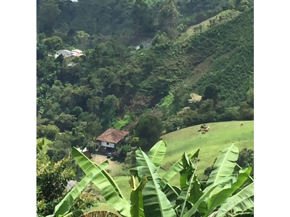 Se vende Finca en Pijao Quindío