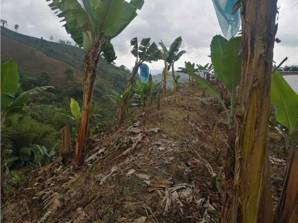 Se vende Finca Sevilla Valle del Cauca