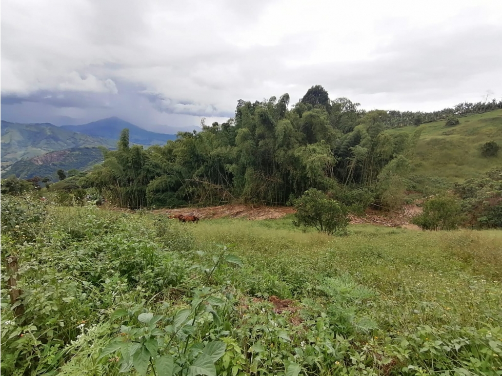 VENTA LOTE PALESTINA, CALDAS