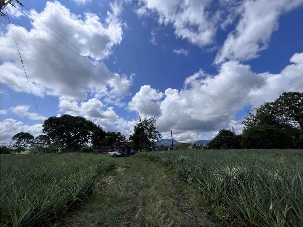 VENTA DE FINCA EN QUIMBAYA, QUINDIO, COLOMBIA