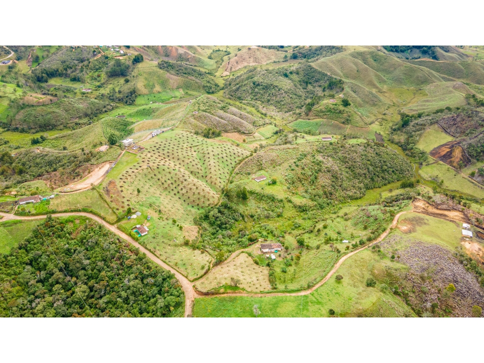 VENTA DE LOTE PRODUCTIVO CON AGUACATE HASS O PARA PARCELAR