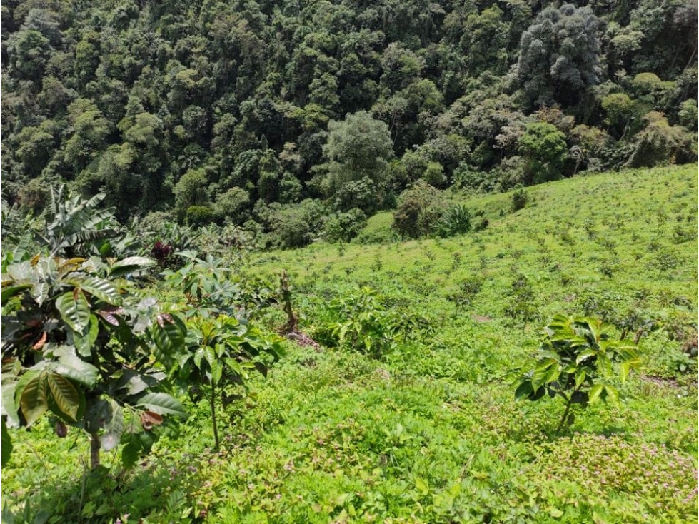 FINCA CAFETERA SANTA ROSA DE CABAL 232 CUADRAS