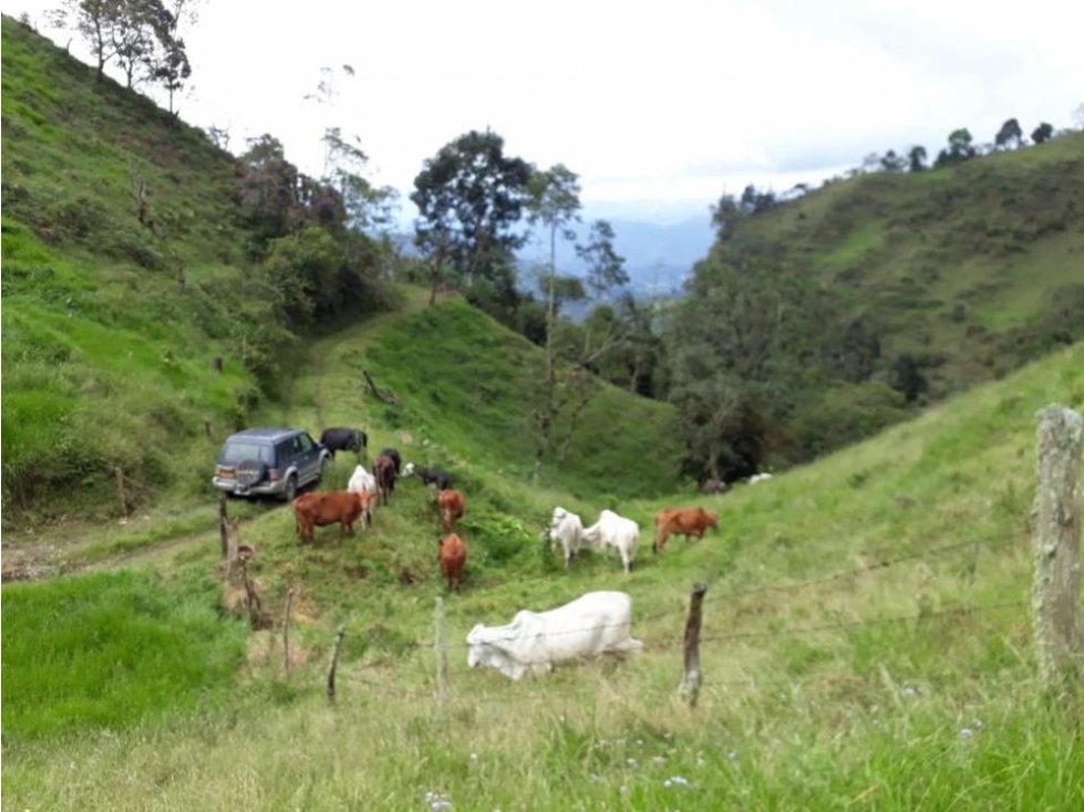 Finca Cultivo y Ganadería - Vereda El Roble, La Vega CUN