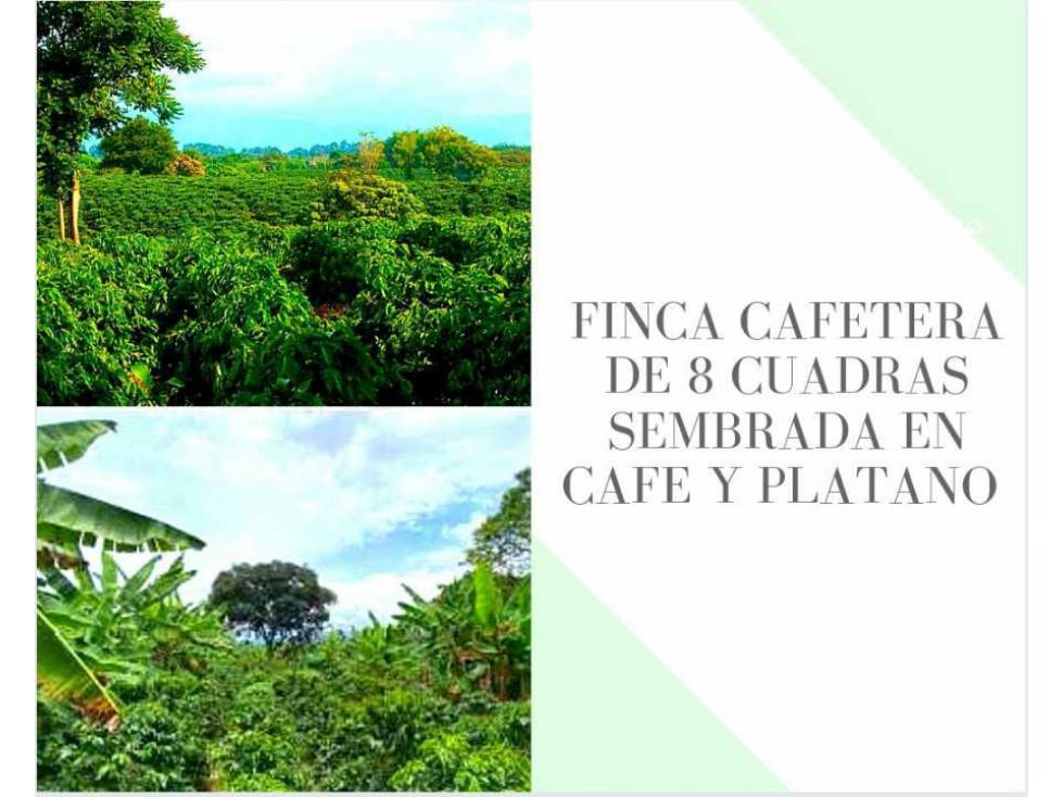 FINCA DE 8 CUADRAS SEMBRADA EN CAFE Y PLATANO 4850