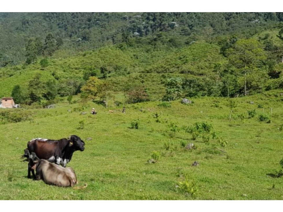 Finca en Calarca de 114 cuadras