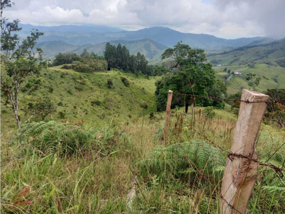 Finca ganadera a 20 minutos de Roldanillo excelente topografia.