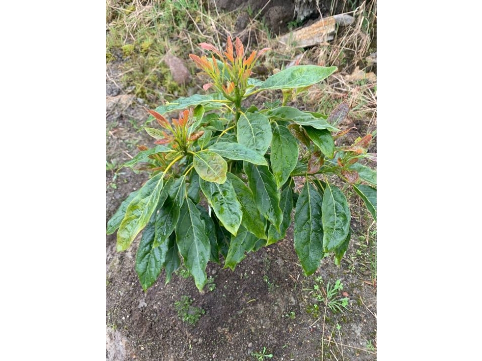 Finca Implementada con cultivo de Aguacate Hass en Sonsón