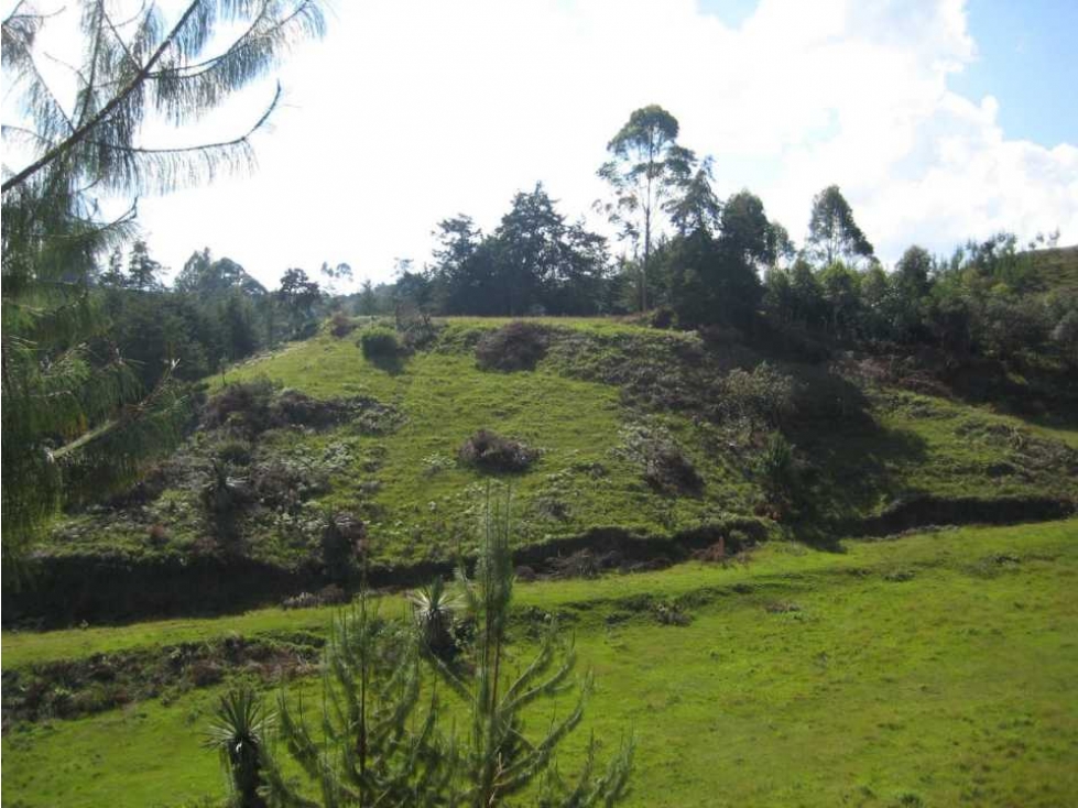 Lote para Venta en Vereda los Pinos Rionegro