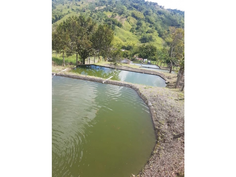 SE VENDE ESPECTACULAR FINCA GANADERA A 1 HORA DE MANIZALES