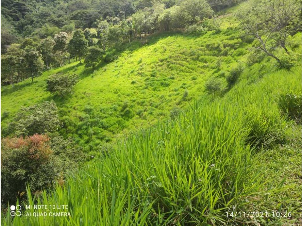 Se vende finca en balboa risaralda  vereda tambores