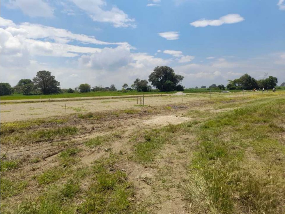 Se vende finca  96 hectáreas con galpones tecnificados y   caña