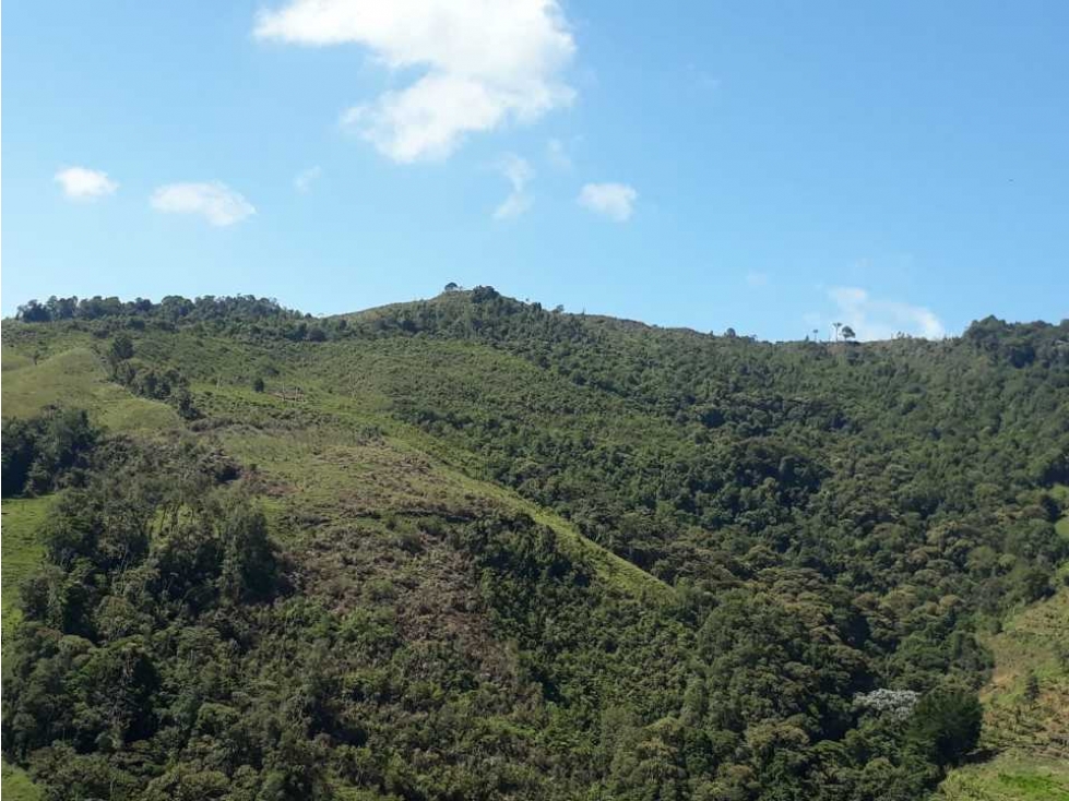 SE VENDE O PERMUTA FINCA, UBICADA EN URRAO -ANTIOQUIA.