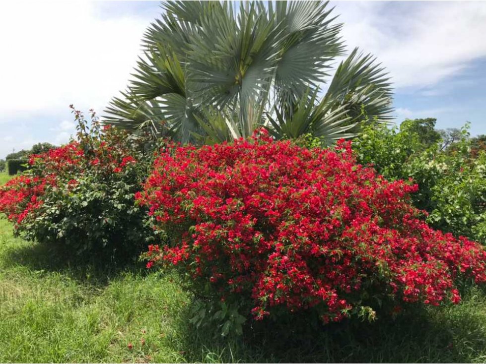 SE VENDEN LOTES CAMPESTRE LAS MARIAS