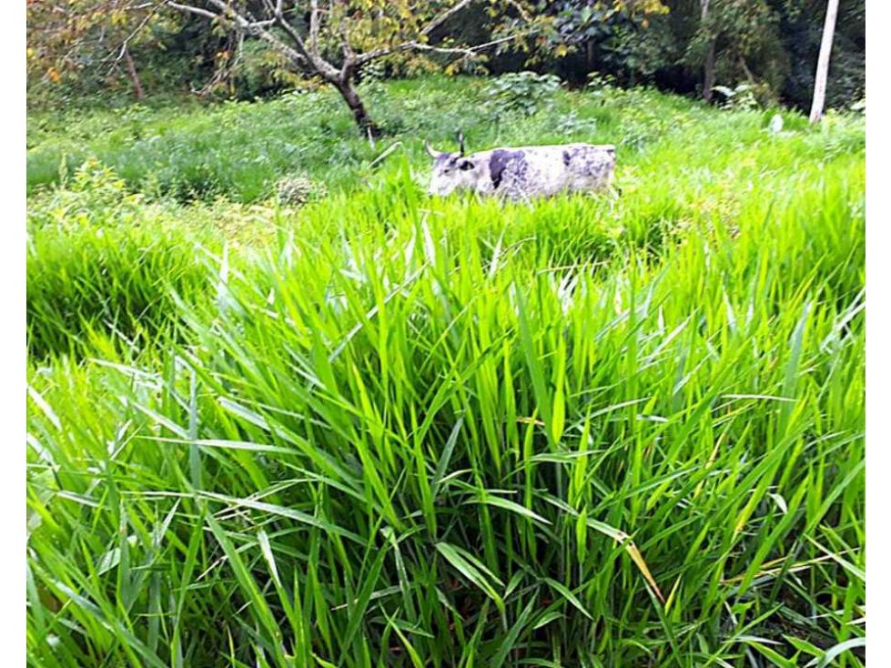 SE VEN-PERMUTA FINCA DIVERSIFICADA EN CULTIVO EN PIJAO 4854