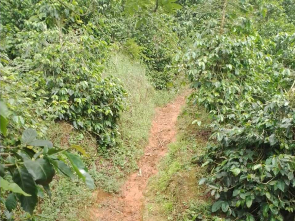 VENDO FINCA EN CORREGIMIENTO DE CIUDAD BOLÍVAR ANTIOQUIA