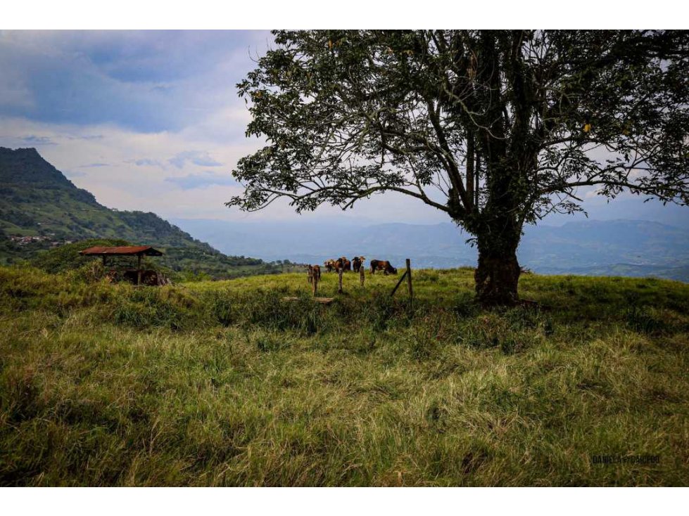 VENTA LOTE TAMESIS SUROESTE ANTIOQUEÑO